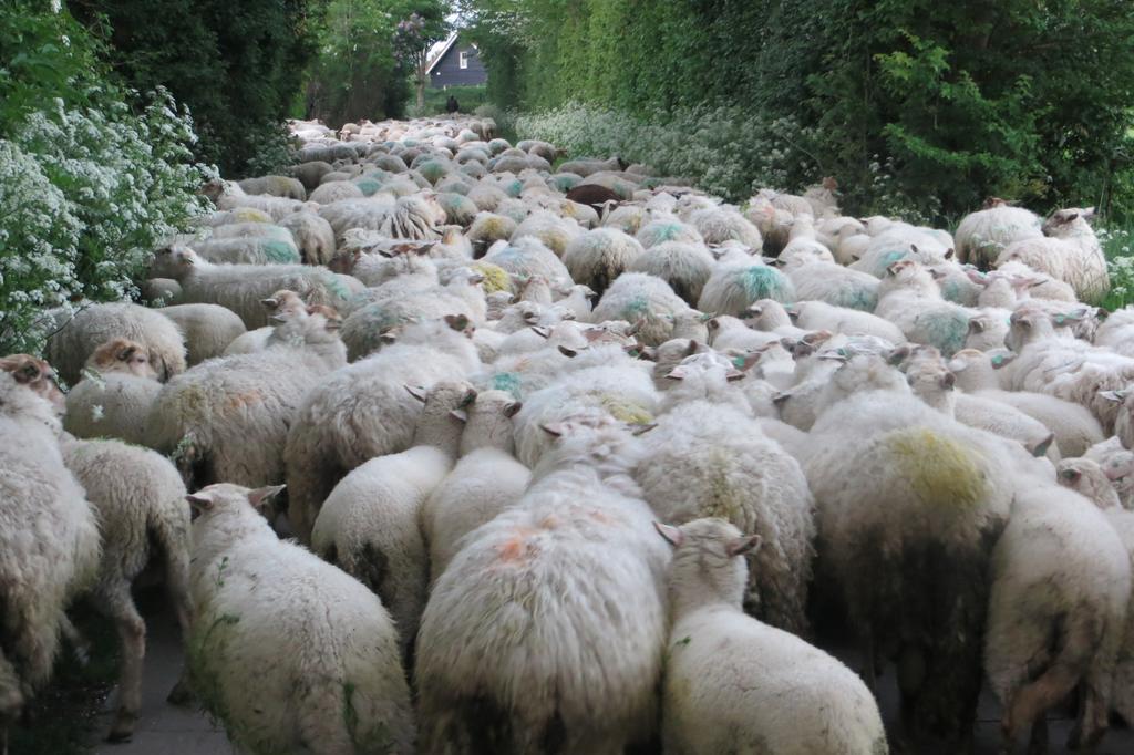 Boerderijcamping Plantlust Veere Ruang foto