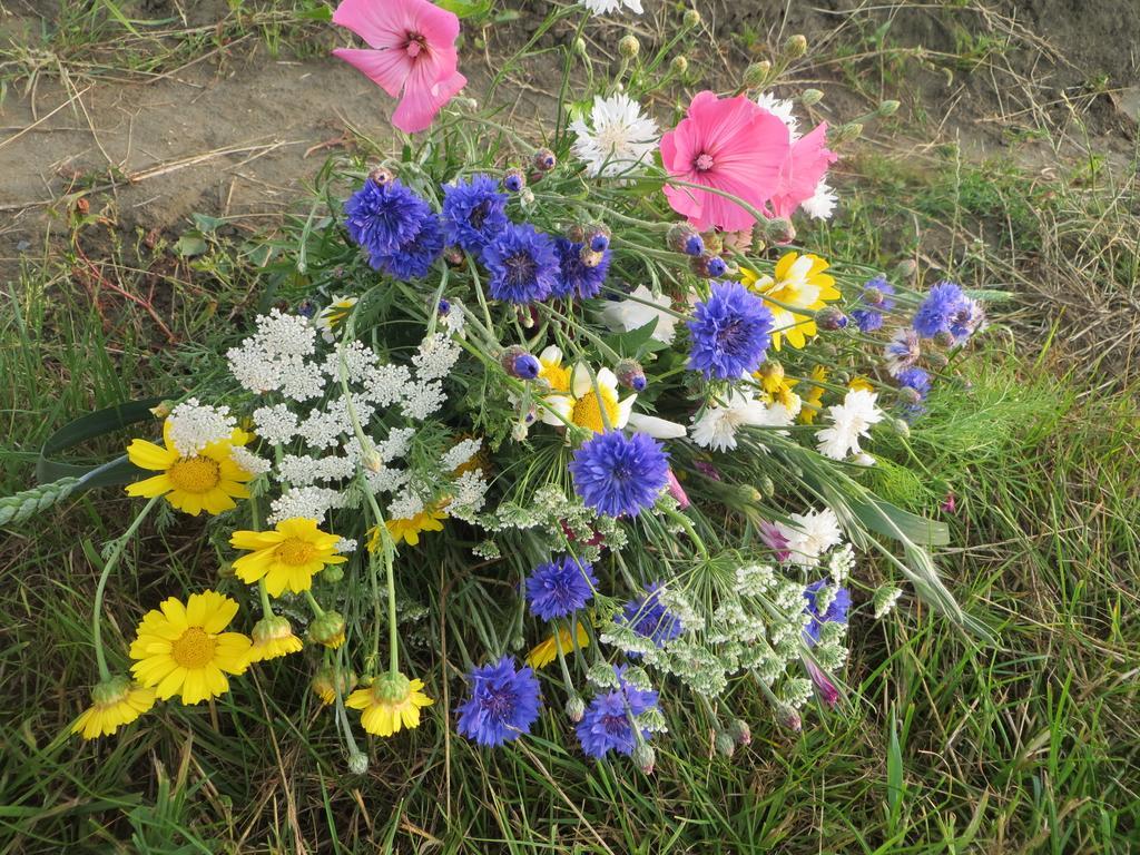 Boerderijcamping Plantlust Veere Ruang foto